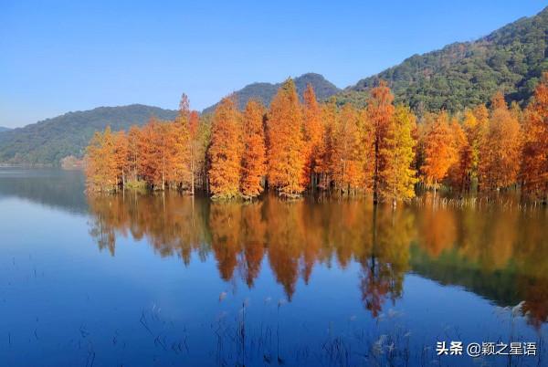 寧波13處紅杉林交通攻略,文明出行,風景更美好 寧波13處紅杉林交通攻略,文明出行,風景更美好