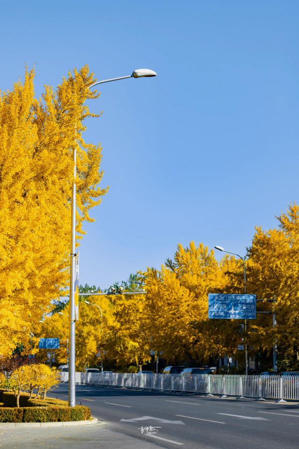 走進三里屯銀杏大道,遇見北京秋天最美的樣子 走進三里屯銀杏大道,遇見北京秋天最美的樣子
