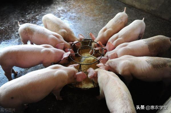 冬季如何飼養育肥豬？這幾個方面一定要做好
