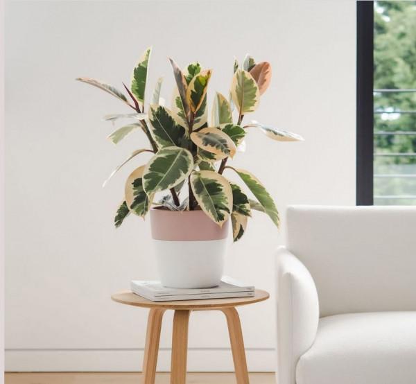 100種觀葉綠植,50種大型的,50種小型的,家裡沒有陽光也能養 100種觀葉綠植,50種大型的,50種小型的,家裡沒有陽光也能養