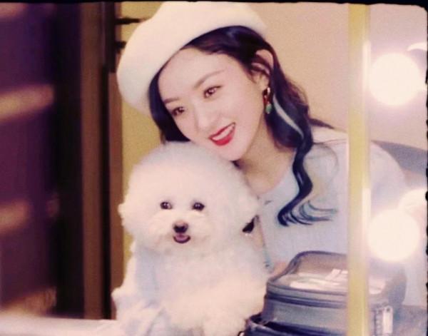 趙麗穎拍攝妻子的秘密的時候把毛球帶回家，如今已經陪伴穎寶十年