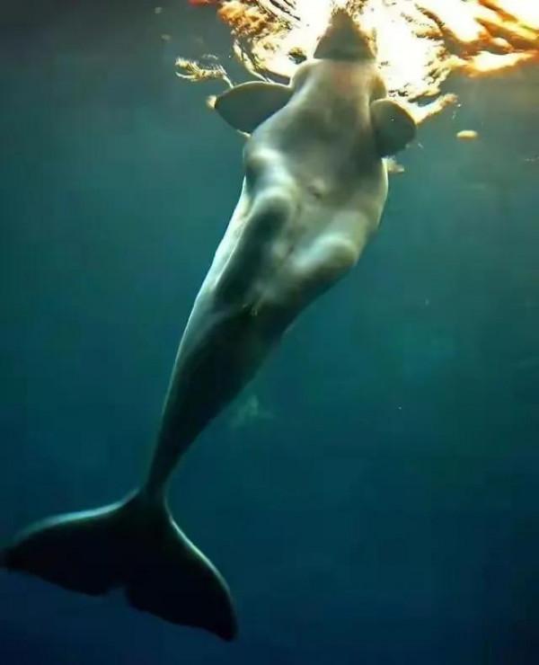 34張活久未見的照片，翠鳥在冰下潛水捕食，凍死還保持著潛水姿勢