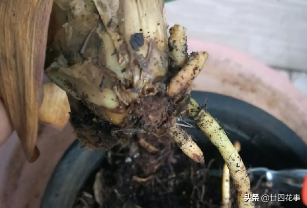 6種花怕水易爛根，需用小盆“擠著養”，輕鬆控水，根系旺易爆芽