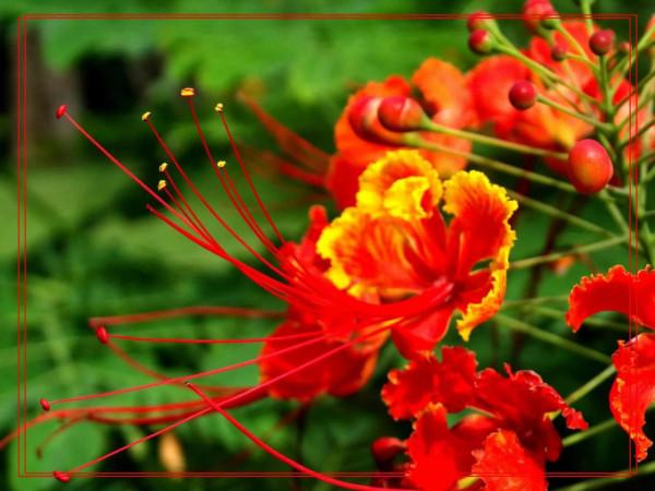 五彩鳳凰花圖片分享