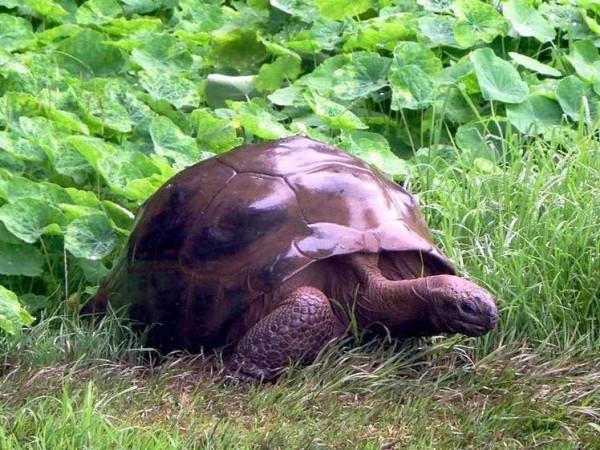 神龜雖壽，猜猜看到底有多壽