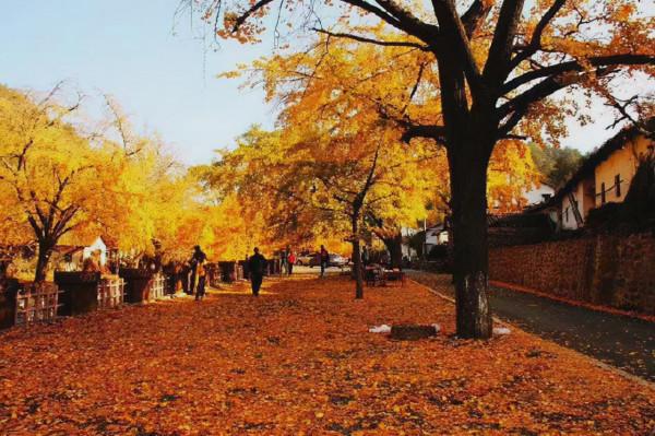 湖北孝感·錢衝村,打卡華中最大的古銀杏村,美得令人沉醉 湖北孝感·錢衝村,打卡華中最大的古銀杏村,美得令人沉醉