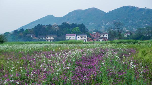 一個夢，讓兩家兄弟反目成仇