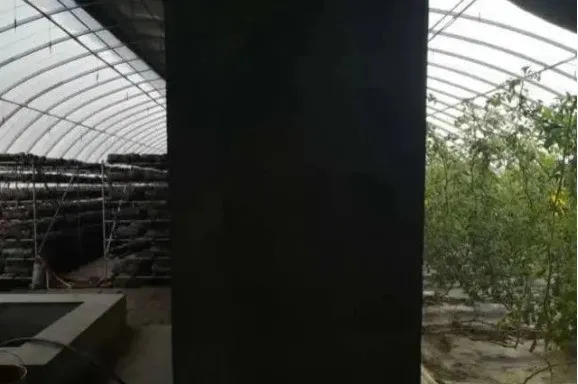 種菜一棚能賺兩棚錢，你見過這樣的&OpenCurlyDoubleQuote;陰陽棚&rdquo;嗎？