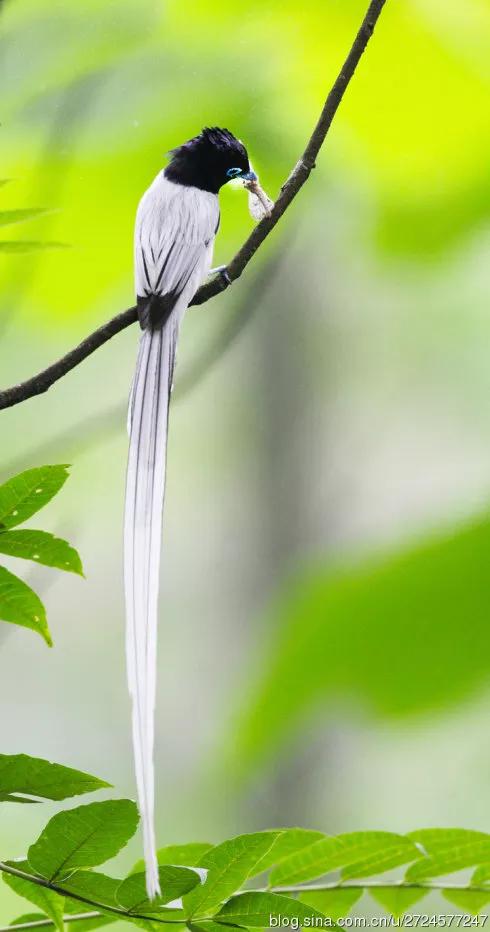 一支清新美麗的，壽帶鳥，尾巴長長，仙氣飄飄，美得像仙女