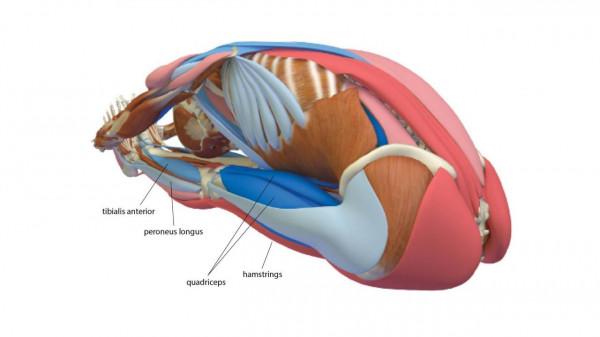 體式精講：坐立前屈
