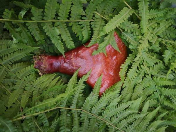 野生靈芝的辨別標準可信嗎？