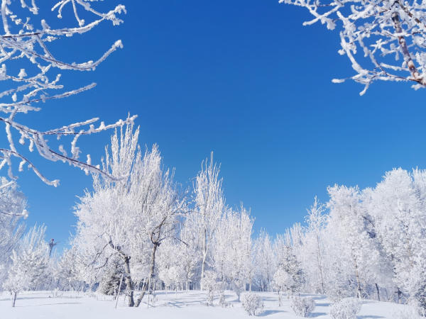 「圖說新疆」新疆木壘:玉樹瓊花 冬景如畫 「圖說新疆」新疆木壘:玉樹瓊花 冬景如畫