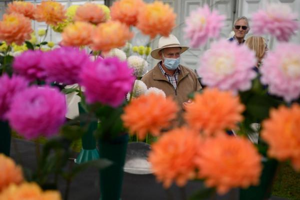 英國哈羅蓋特舉行秋季花果展 英國哈羅蓋特舉行秋季花果展