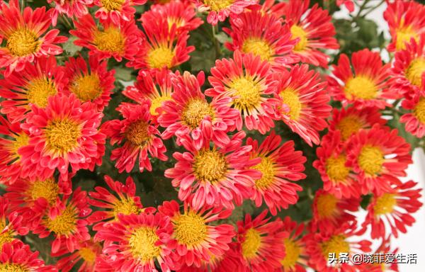 富貴吉祥慶中秋,花好月圓人團圓,5種“中秋花”,快來認識一下 富貴吉祥慶中秋,花好月圓人團圓,5種“中秋花”,快來認識一下