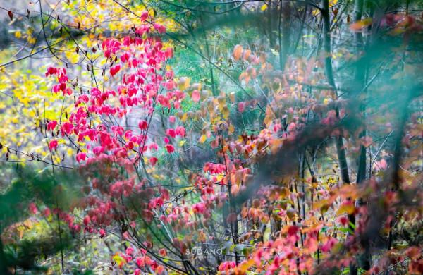 東北菜量太大大大了！東北菜量有多大，東北人就有多實在