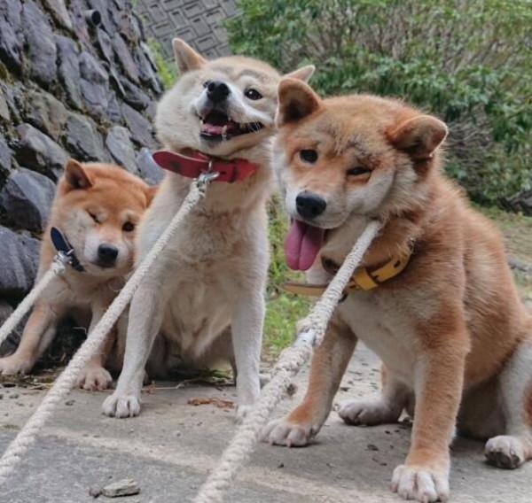 “買狗一時爽，養狗火葬場”的幾種狗，勸你別盲目入手