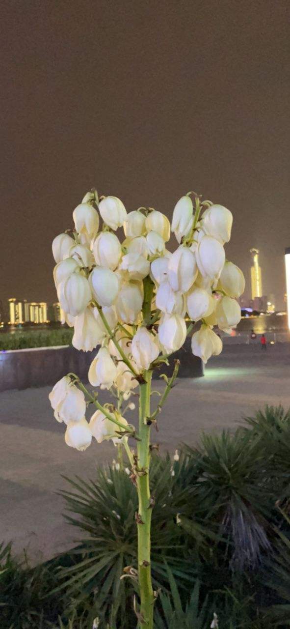 路邊的“扎人花”，原來叫“鳳尾絲蘭”，開花像是一串大蒜