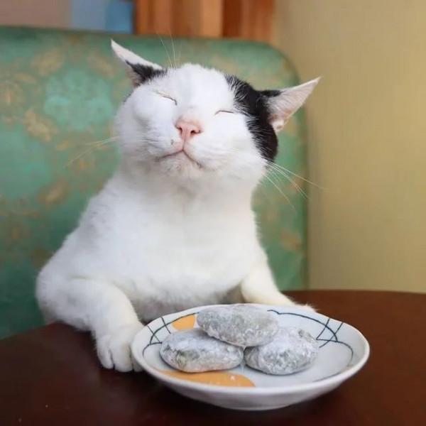 世界上還有這樣不饞嘴的貓咪？我不信