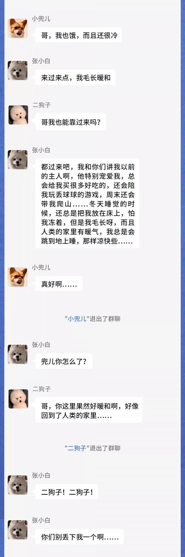 寒潮之下，流浪動物在一個群裡會聊什麼？