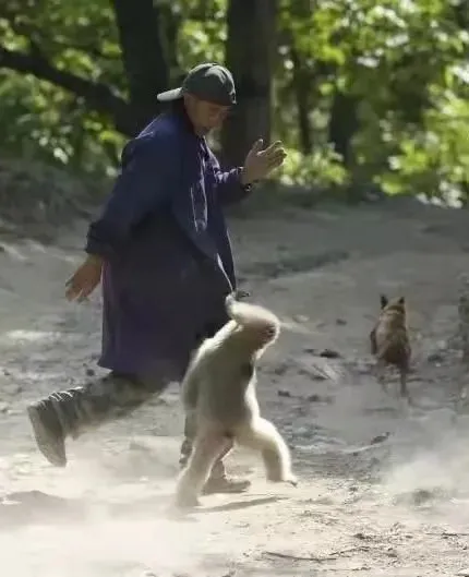 西黑冠長臂猿“小平安”迴歸景東無量山棲息地