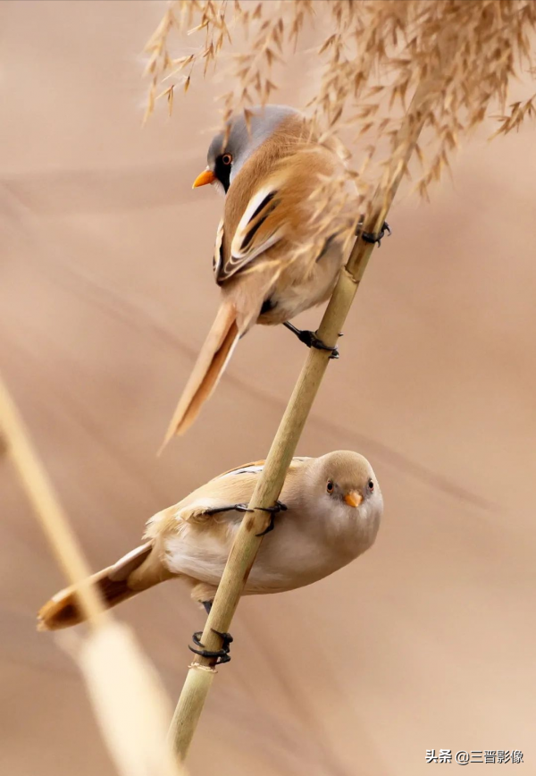 幾經周折，多次尋找，今天終於心想事成