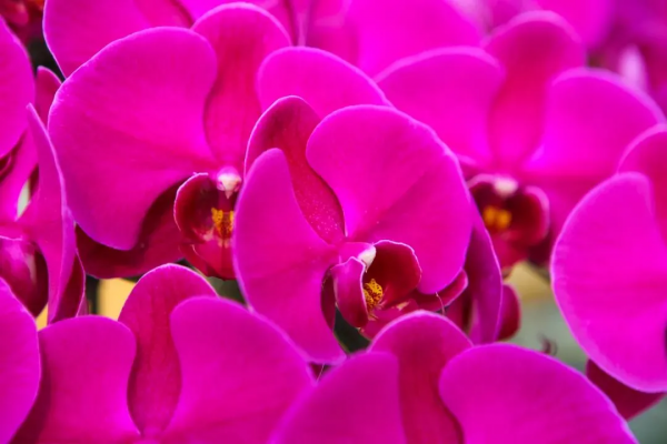 我們的節日 &vert; 給你的年味錦上添&OpenCurlyDoubleQuote;花&rdquo;！