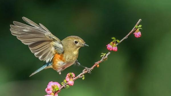 「山西鳥類圖鑑」| 紅脅藍尾鴝