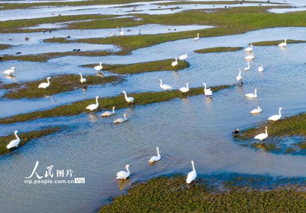 江西鄱陽湖：溼地天鵝舞