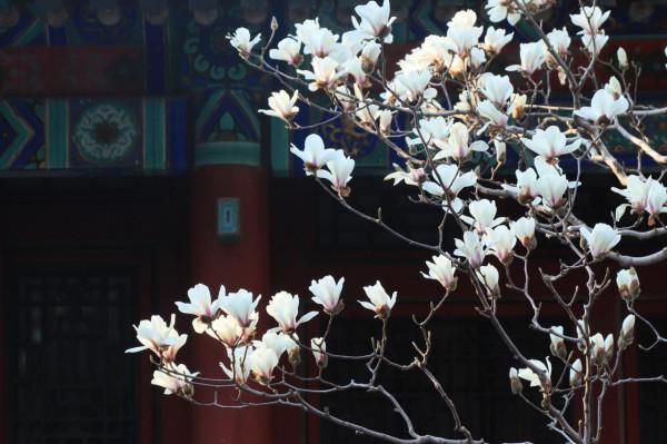 新聞8點見丨清明尋春正當時，京城最全賞花攻略來了