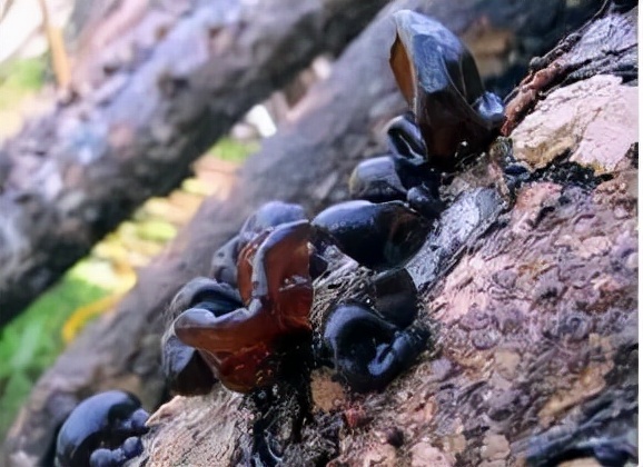 哪些食物是隱藏的兇手？