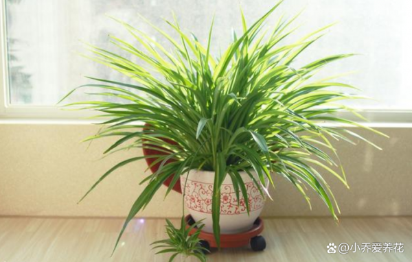 開春修剪這5種花，生長旺盛，盆裡全是新枝