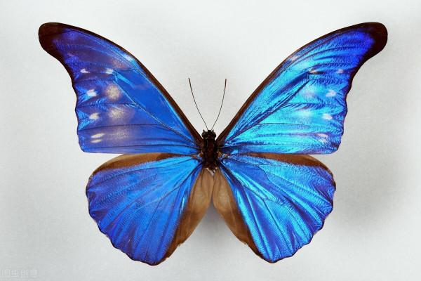 亮眼的藍色翅膀會給閃蝶帶來危險嗎? 亮眼的藍色翅膀會給閃蝶帶來危險嗎?