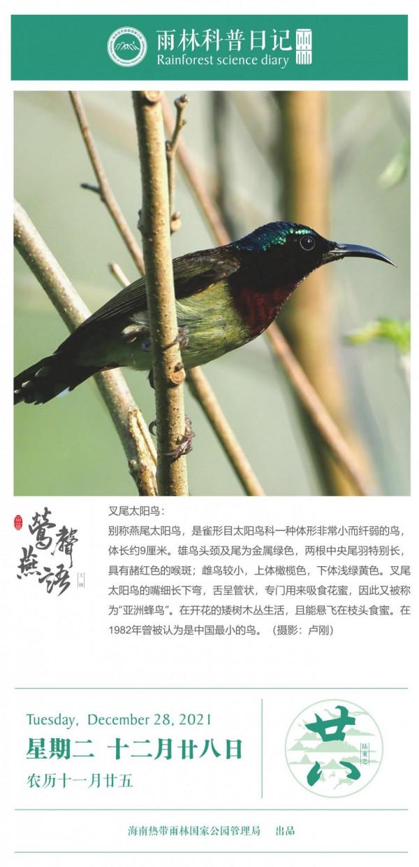 雨林科普日記之叉尾太陽鳥