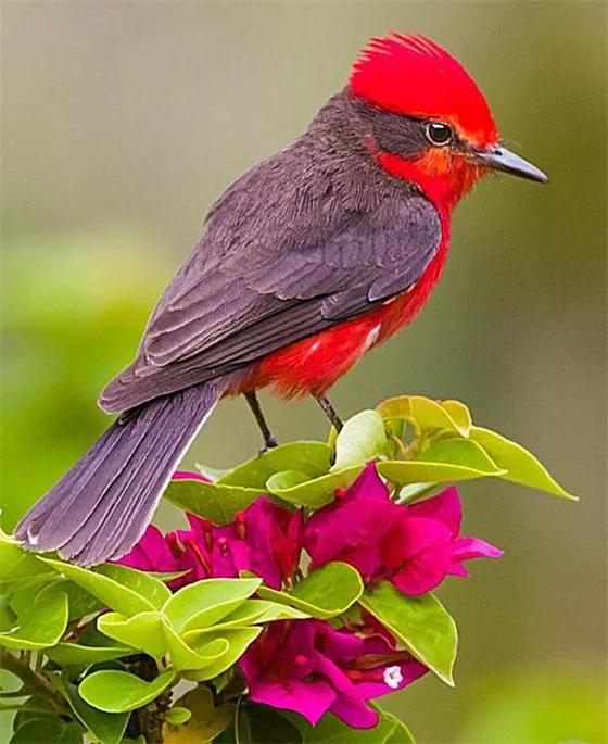 鴻運當頭,好運飛來 鴻運當頭,好運飛來