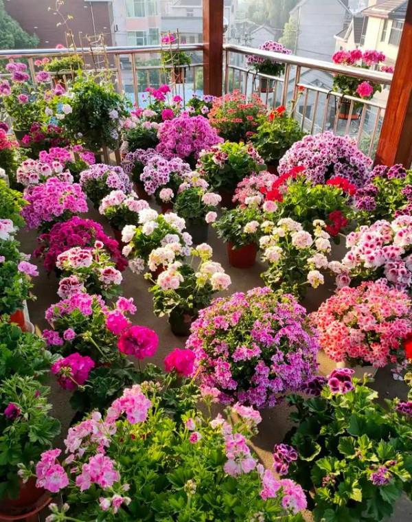 “100種花”適合養在陽臺上，一個比一個好看，還很好養護