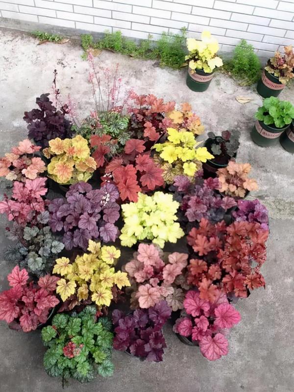 種耐陰花,葉子美得像油畫,放角落也能爆盆 種耐陰花,葉子美得像油畫,放角落也能爆盆