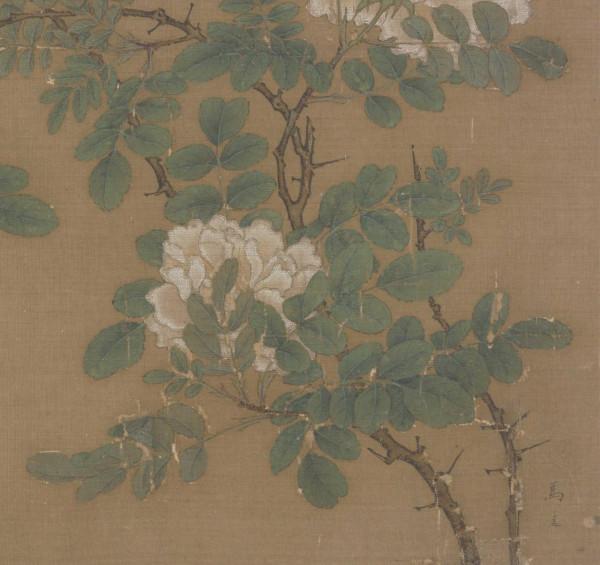 每日說畫｜白薔薇圖