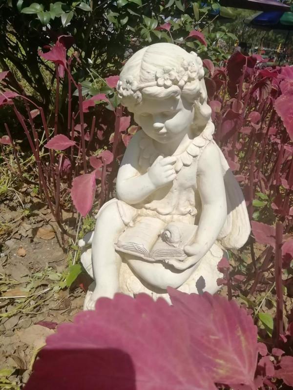 中秋佳節，百合花已盛開