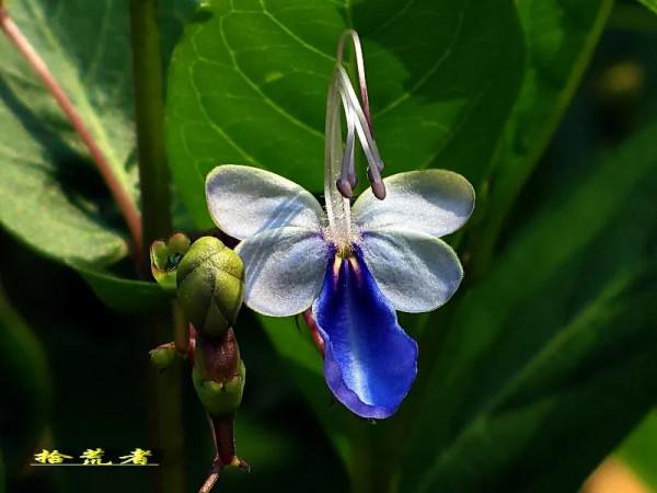 藍蝴蝶，花姿優雅，似群蝶飛舞