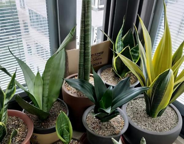 10月養這“6種花”,切記要多曬,利於生長和開花 10月養這“6種花”,切記要多曬,利於生長和開花