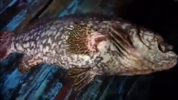 魚鉤被拉直！漁民釣起超大龍膽石斑 長1.5米重100多斤