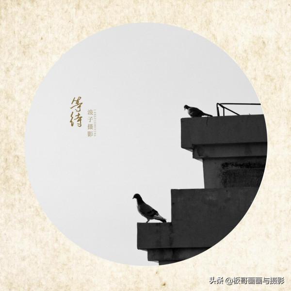 鳥類世界你不懂，等待+守候=信任你的夥伴