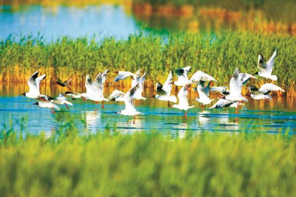 林草科普|這裡是大小淩河口候鳥驛站 林草科普|這裡是大小淩河口候鳥驛站