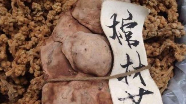 農村遷墳發現“棺材菌”，有人拿來泡酒喝，它究竟是什麼？