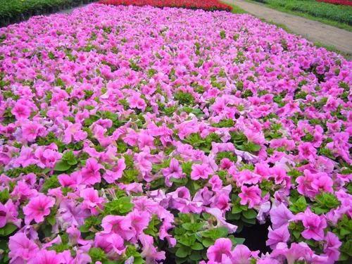 十二生肖對應的幸運花