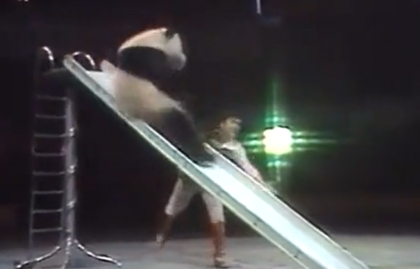 歷屆春晚經典現場，83年國寶大熊貓表演雜技，87年西遊記劇組重聚