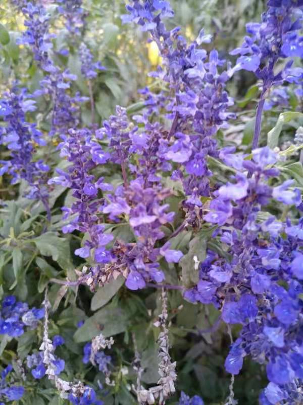 美文欣賞：孫虎林《鼠尾草》