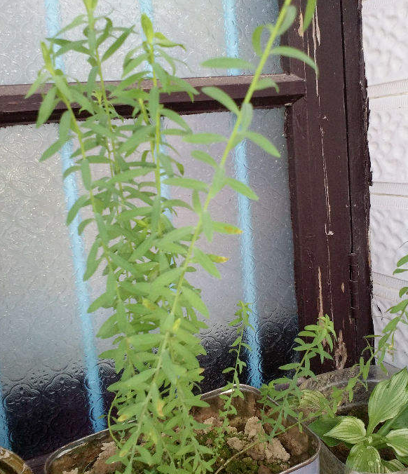 家裡養4種垂吊花，掛起來養不佔地兒，還能開出花瀑布