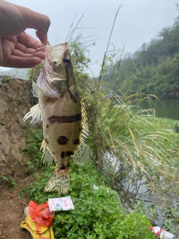金秋十月野釣大鯽 金秋十月野釣大鯽