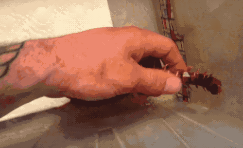 和南方大蜈蚣比,蚰蜒、蟑螂真的不足掛齒,它的獨特之處不止於大 和南方大蜈蚣比,蚰蜒、蟑螂真的不足掛齒,它的獨特之處不止於大